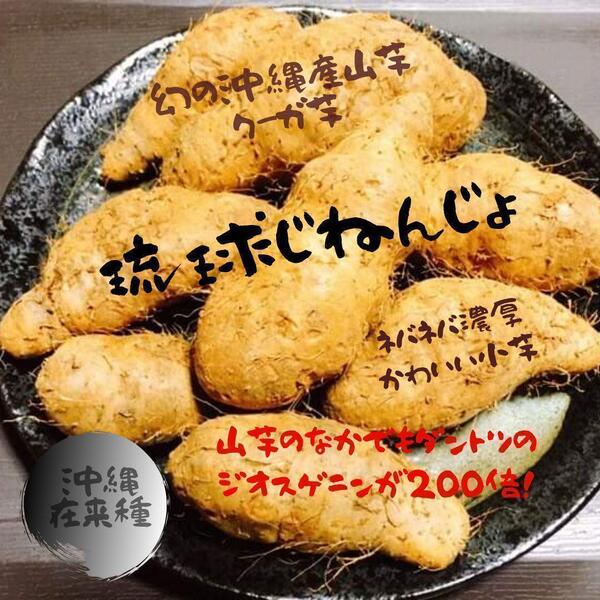 初物!ジオスゲニンたっぷり!沖縄産クーガ芋コンパクトでお届け!お試しにも!!