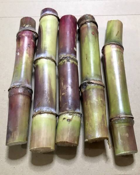 お土産にも!採れたて!沖縄産旬のサトウキビ5本!農薬不使用!!お試しにも!