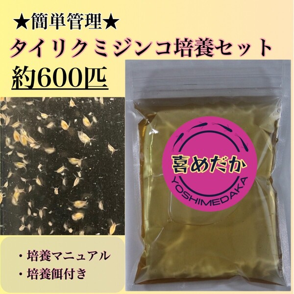 ★培養セット★タイリクミジンコ 約600匹 喜めだか メダカ めだか 卵 金魚 稚魚 針子 ゾウリムシ クロレラ バクテリア 光合成細菌 PSB