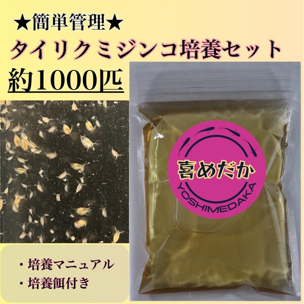 ★培養セット★タイリクミジンコ 約1000匹 喜めだか メダカ めだか 卵 金魚 稚魚 針子 ゾウリムシ クロレラ バクテリア 光合成細菌 PSB