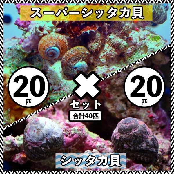 2025年最新】Yahoo!オークション -シッタカ貝の中古品・新品・未