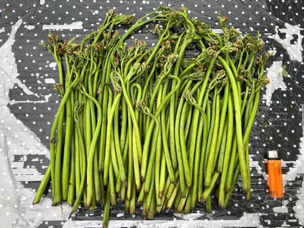 青森県産 天然 わらび 宅急便コンパクトダンボールいっぱい 約1kg