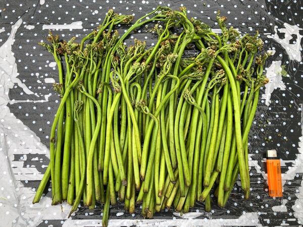 青森県産 天然 わらび 宅急便コンパクトダンボールいっぱい 約1kg②