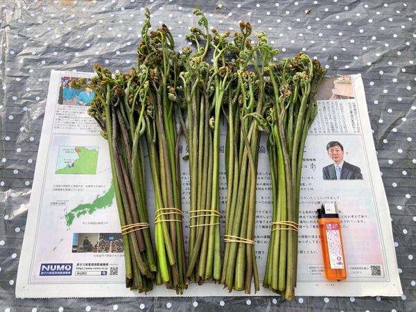 青森県産 天然 わらび ゆうパケットサイズダンボールいっぱい 500グラム以上