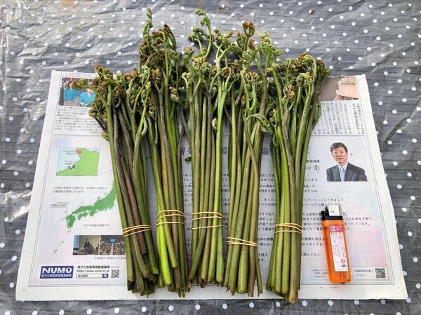 青森県産 天然 わらび ゆうパケットサイズダンボールいっぱい 500グラム以上②
