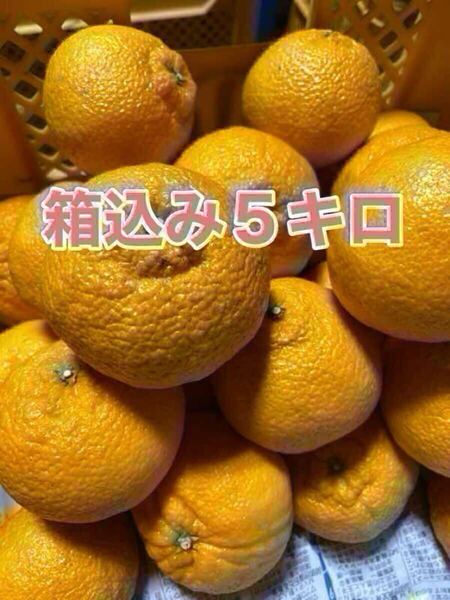 不知火みかんミックス品 箱込み5キロ⑤