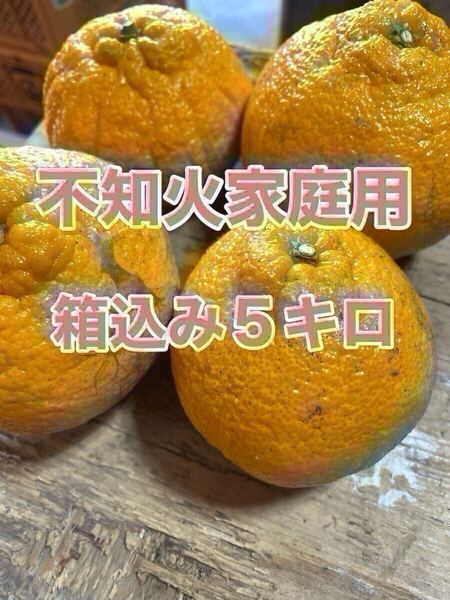 不知火家庭用 箱込み5キロ④