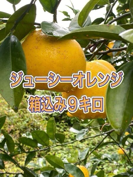 木なりジューシーオレンジ 箱込み9キロ