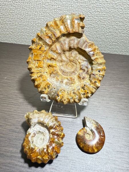 美品マダガスカルのアンモナイト化石 3点セット 本物保証 希少 送料無料