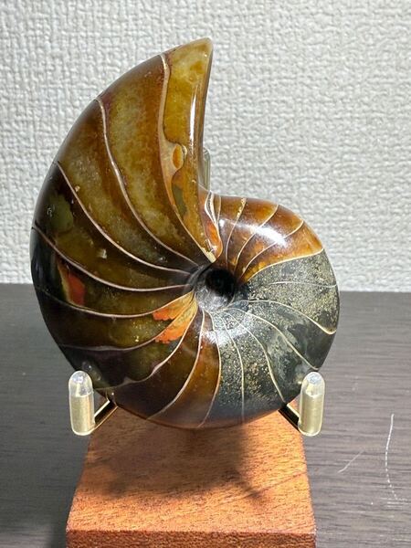 極美品 マダガスカル産 オウムガイ化石 本物希少 貴重品 置物 限定1個 送料無料
