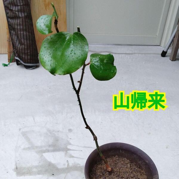 無農薬☆山帰来(サンキライ)苗1株☆鉢を含め高さ50cmぐらい