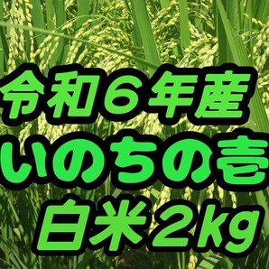 ☆激旨大粒☆極上食味☆いのちの壱☆色彩選別令和6年産白米2Kg☆農家直送☆☆☆☆☆