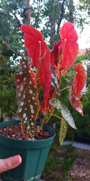 Begonia maculata ベゴニア マクラータ 木立性 観葉植物 熱帯植物