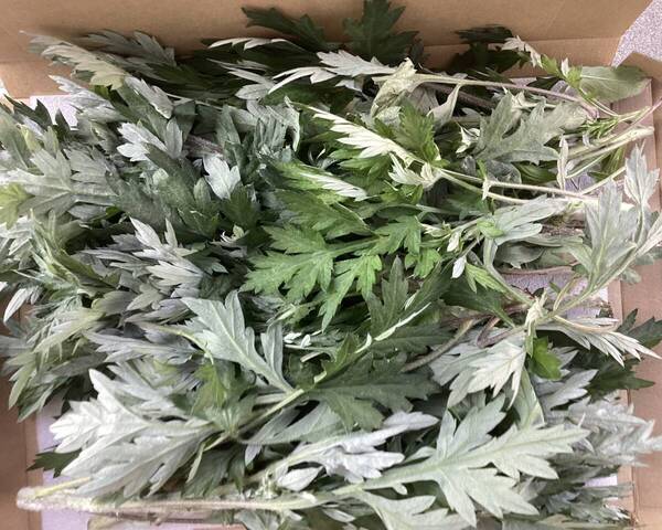ヨモギ よもぎ 蓬 無農薬栽培 温活 ネコポス箱いっぱい♪