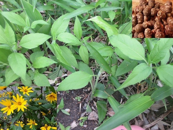 丈夫な健康野菜「キクイモ.菊芋」地堀り苗/10本程