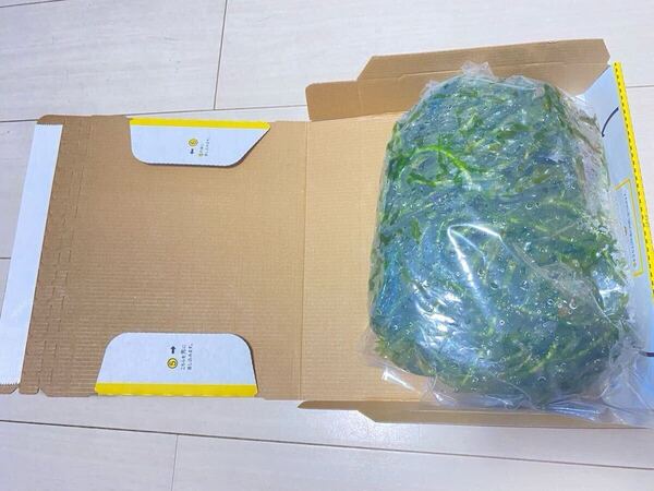 無農薬アナカリス オオカナダモ 宅急便コンパクトの箱いっぱいに入れて 即決価格 金魚 メダカ エビザリガニ熱帯魚餌隠れ家産卵藻