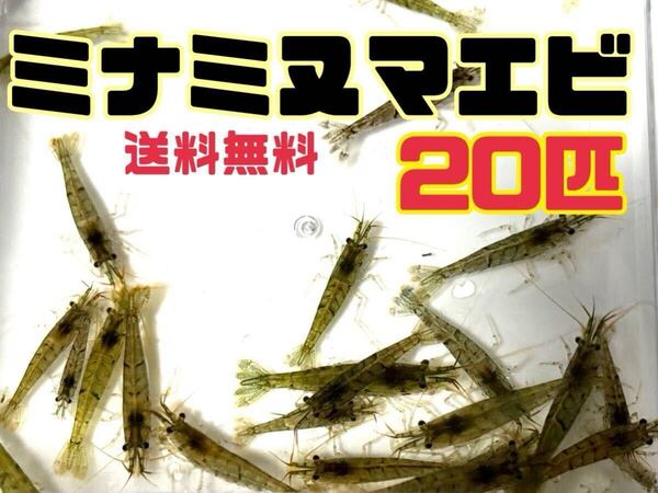 送料無料 ミナミヌマエビ20匹+α とアナカリス5本セット即決価格 離れ島不可