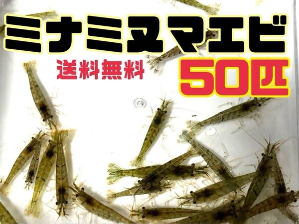 送料無料 ミナミヌマエビ50匹+αとアナカリス5本セット即決価格 川エビ 淡水エビ 餌 水草 離れ島不可 淡水魚餌