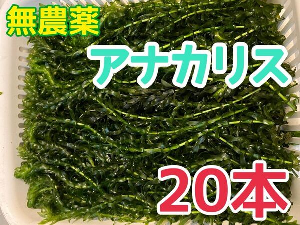 無農薬 穂先付きアナカリス 20本 20cm以上 即決価格 エビ ザリガニ メダカ 金魚 餌 金魚草 金魚藻