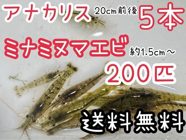 送料無料 ミナミヌマエビ200匹+アナカリス5本 水草 肉食魚の餌 水草水槽 アクアリウム コケ取り 釣り餌 餌