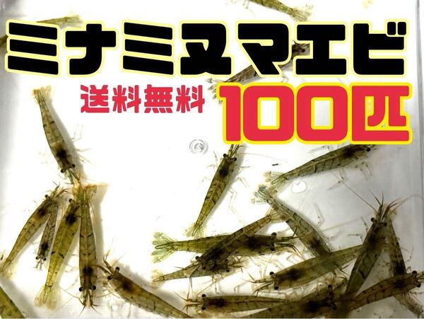 送料込 離れ島不可 ミナミヌマエビ100匹+α死着保証分とアナカリス5本セット即決価格 川エビ 淡水エビ 餌 エビ 水草