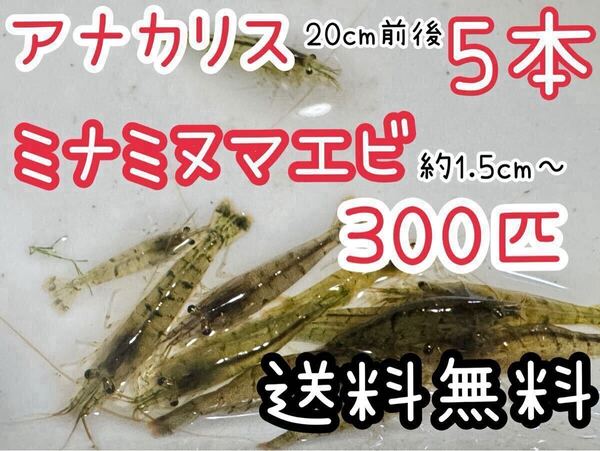 送料無料 アナカリス5本とミナミヌマエビ300匹+αセット即決価格 川エビ 淡水エビ 餌 水草 離れ島不可