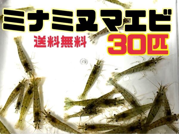 送料込 アナカリス5本+ミナミヌマエビ30匹セット即決価格 離れ島不可 川エビ 淡水エビ 餌 エビ 水草 メダカ水槽などに