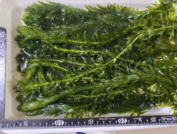 送料無料 穂先付き無農薬アナカリス オオカナダモ 20本 即決価格 ザリガニ エビ 金魚 メダカ 熱帯魚 金魚草 金魚藻 水草 ビオトープ