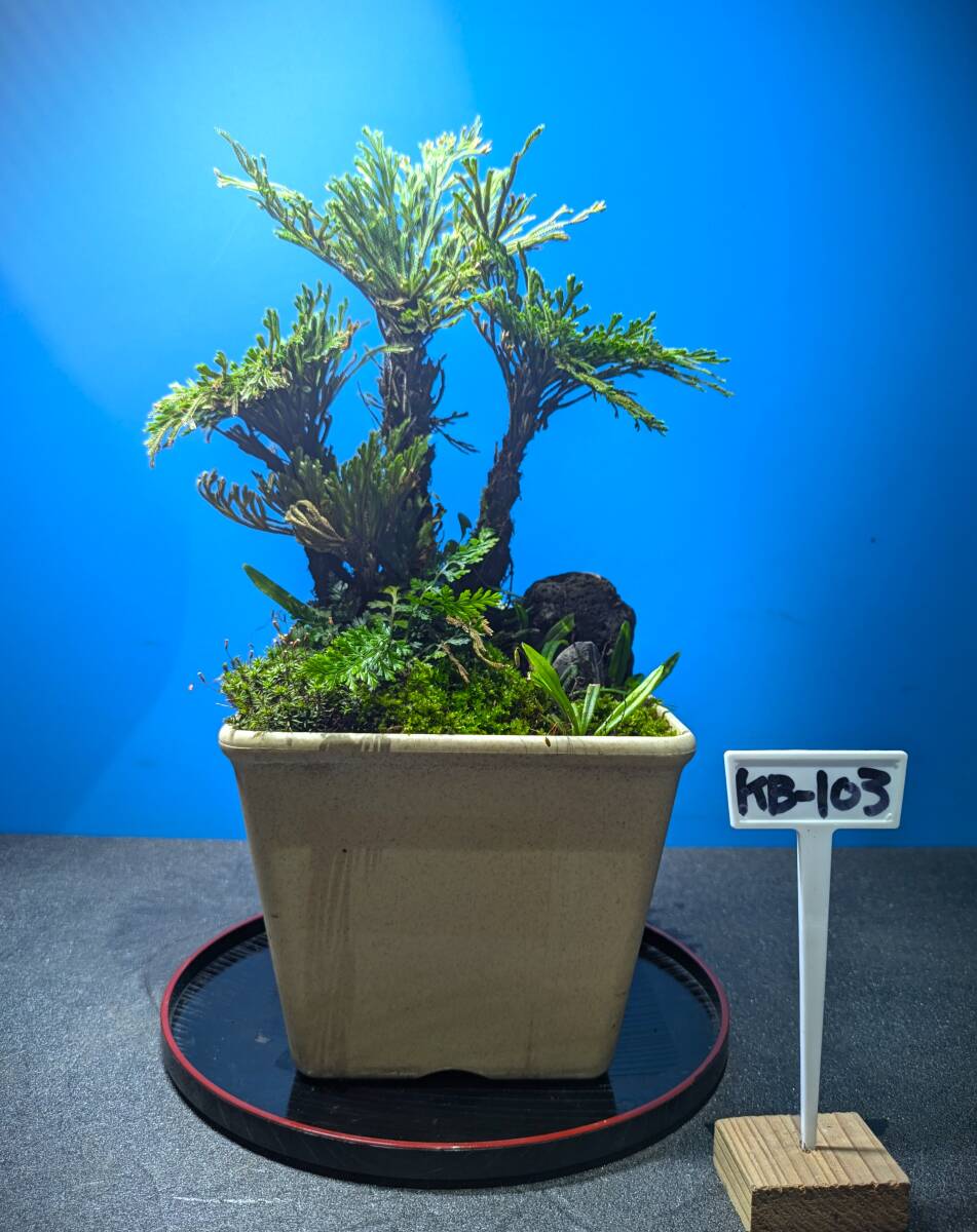 Yahoo!オークション -「盆栽 岩松」の落札相場・落札価格