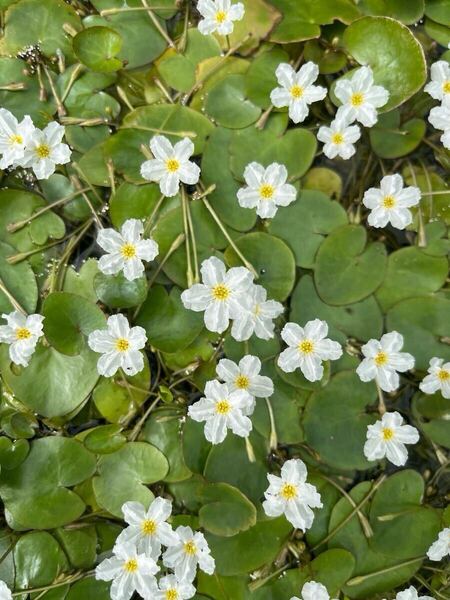 ヒメガガブタ 苗 4株 セット 水草 kazuのメダカ睡蓮ビオトープ様で購入 匿名配送 送料無料