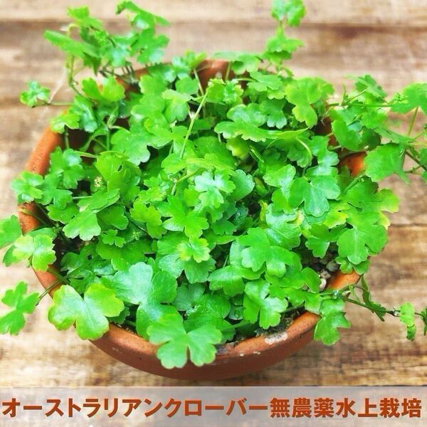 毎日発送! オーストラリアンクローバー 水草 1ポット(無農薬、水上栽培、ネコポス発送・送料込み)オマケ水草付