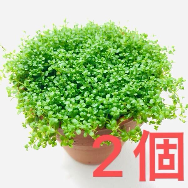 毎日発送 キューバパールグラス 水草 2ポット(無農薬水上栽培・ネコポス配送)オマケ付
