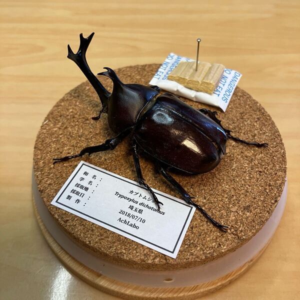 【昆虫標本】カブトムシ ガラスケース入り