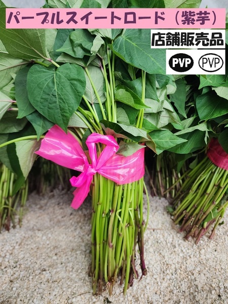 パープル スイート ロード 切 苗 300 本 入り 束 PVP 紫 芋 □ むらさき いも 品種 土壌消毒 サツマイモ なえ