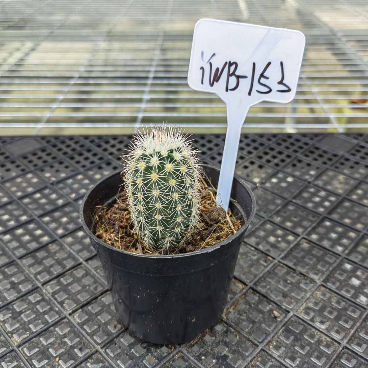 293D サボテン多肉植物 狂刺金鯱Echinocactus grusonii v