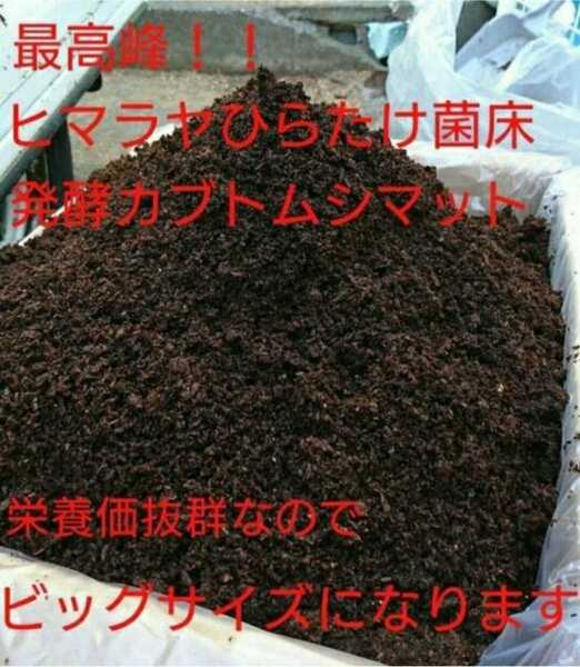 カブトムシ幼虫が大きくなる餌!ヒマラヤひらたけ発酵マット!抜群の栄養価!産卵にも抜群☆雑虫、コバエも湧かない!国産カブト87ミリ羽化