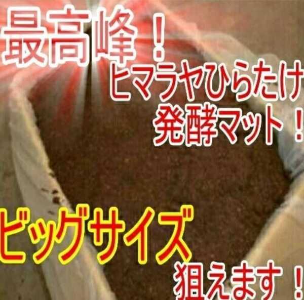 送料無料【改良版】雑虫の混入100%なし!幼虫がビッグに!ヒマラヤひらたけ発酵カブトムシマット!抜群の栄養価☆幼虫の餌、産卵マット20L