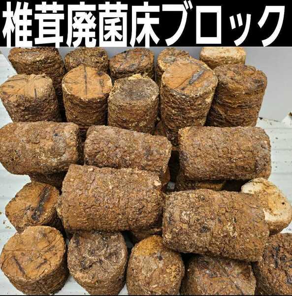 カブトムシ幼虫の栄養強化に☆椎茸廃菌床【6ブロック】発酵マットに埋め込むと幼虫が潜り込みモリモリ食べて大きくなる!クヌギ100%原料