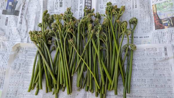 新鮮 ワラビ わらび 岩手県北産 2kg (アク抜き用木灰付き)