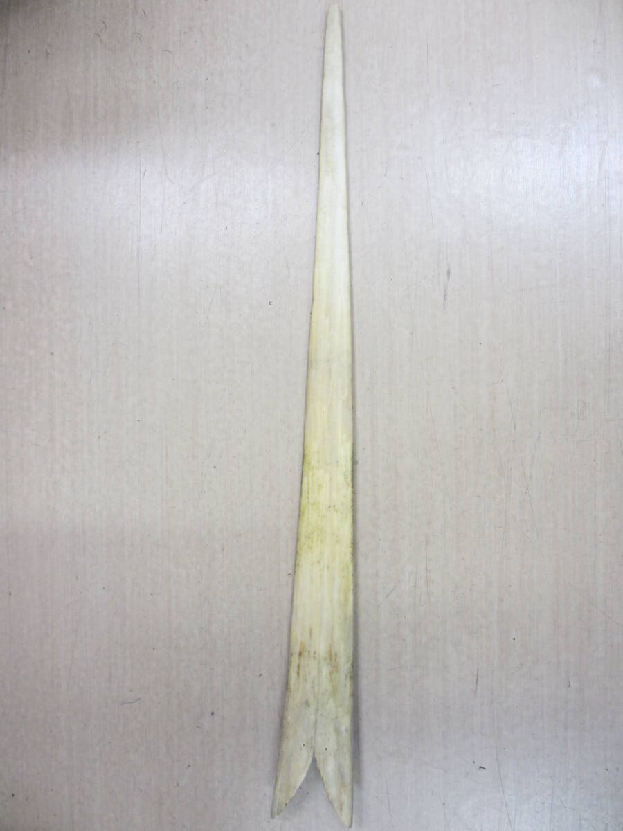 カジキ　角　カジキマグロ 2025年最新】カジキ角の人気アイテム - メルカリ