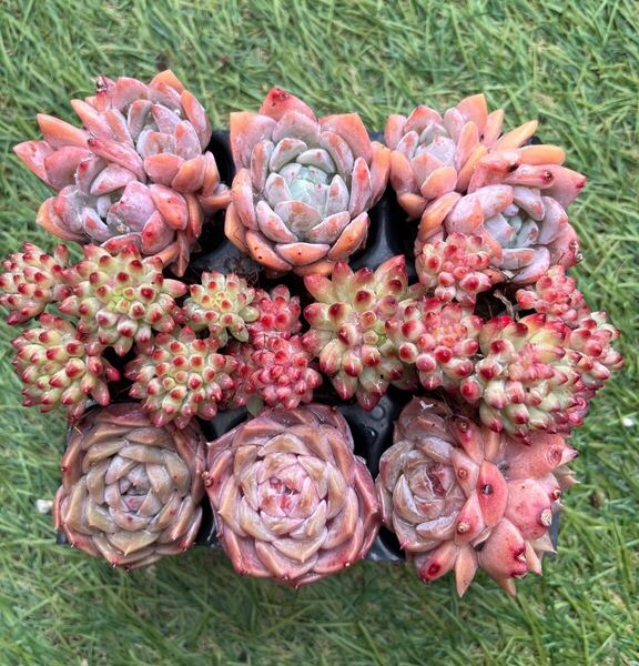 花火入り3種9苗セット13 多肉植物