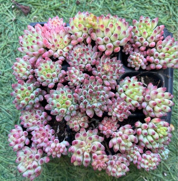 【人気品種】花火9苗セット 多肉植物 エケベリア