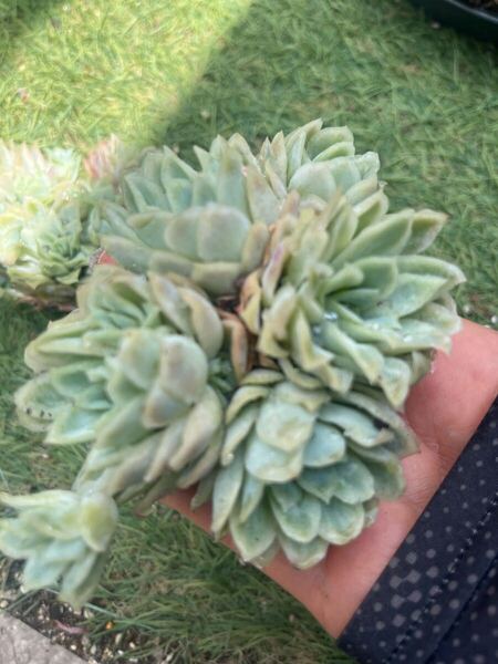 バイオレットクイーン錦 群生 多肉植物