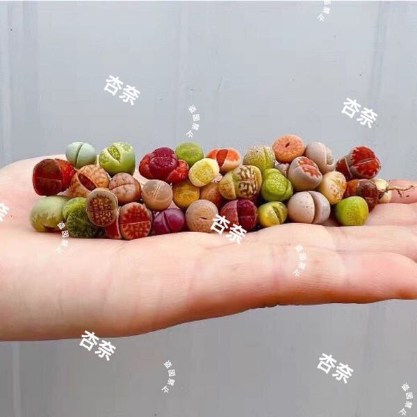 リトープス カラフル30玉 お任せセット