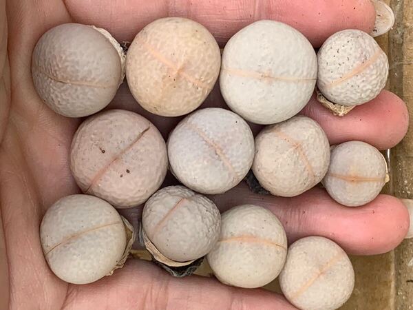 リトープス 南蛮玉 多肉植物 セット 写真通り 立派 ボール