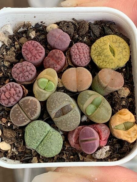 リトープス 多肉植物 紫花紋玉6玉入り 碧瑠璃玉黄大内玉など かわいい多肉植物