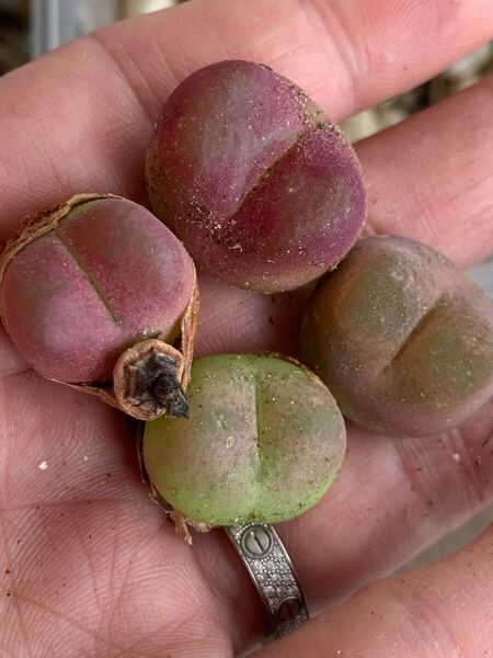 多肉植物 コノフィツム マウガニ セット 水蜜桃 大粒