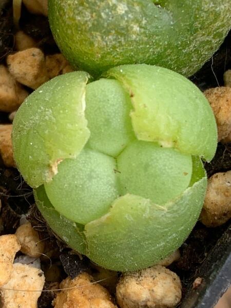 多肉植物 コノフィツム 翠光玉 三面 稀少 三年株
