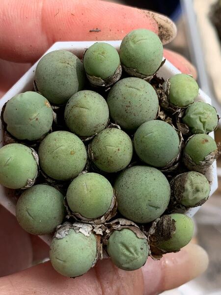 コノフィツム 多肉植物 翡翠玉セット