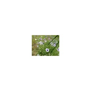 矢車草【抜き苗】30本 10cm丈 480